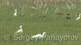 Video of Little Egret - Little Egret in the spring